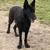 AKC German Shepherd pups 6 thumbnail
