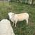 St Croix Sheep 2 thumbnail