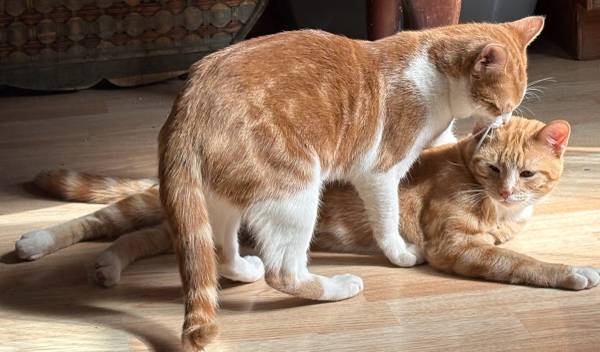 Free male cats, fixed 1