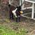 Nigerian Dwarf Goat 3 thumbnail