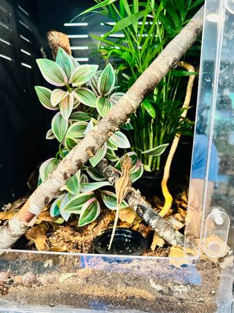 Baby gargoyle gecko (Vienna)