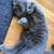 Professional Cat Sitter - flexible PT - recurring clients! 4 thumbnail