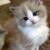 - Adorable kittens available 1 thumbnail