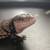 Halmahera Blue Tongue Skink 7 thumbnail
