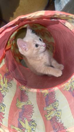Kittens (Sacramento)63848874398467124