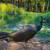 Peacocks and Peahens 5 thumbnail