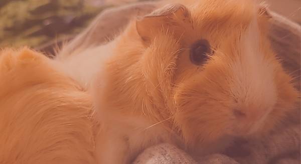 Guinea Pigs !!BABIES!! 1