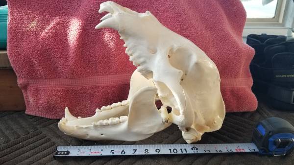 Alaska Black Bear skulls 1