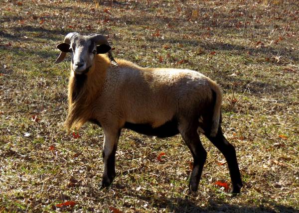 Blackbelly Barbados Lambs For Sale 1