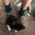 Lil dude(female cat)needs loving home 1 thumbnail
