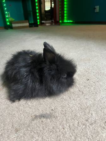 Fluffy bunny63932506768771120