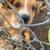 Rehoming 1 thumbnail