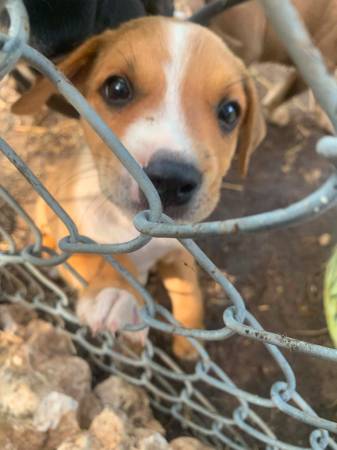 Rehoming 1