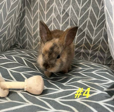 Bunny Rehoming (Kempner)63839344087939124