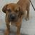 South African BoerBoel (Corona) 4 thumbnail
