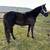 5yr old gelding 3 thumbnail