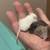 Baby mice 5 thumbnail