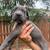 Cane corso puppies 11 thumbnail