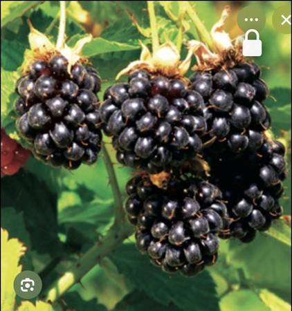 Boysenberries, rooted, 1 gal 1