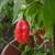 Ghost pepper plant 2 thumbnail