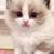 8 week old kitten ready for! 1 thumbnail