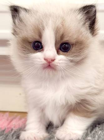 8 week old kitten ready for! 1