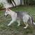 Rehoming German Shepherd Puppy 1 thumbnail