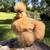 Buff Silkie Hatching Eggs – Showgirl Possibility (Columbus, NC / Landr 2 thumbnail