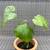 Indoor Healthy Monstera Deliciosa in Ceramic Pot 3 thumbnail