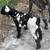 Dapple boer goats 1 thumbnail