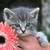 Adorable kitten "Rolo" 6 thumbnail