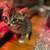 Adorable tabby kittens 2 thumbnail