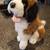 Kids of America 13" St Bernard plush stuffie 1 thumbnail