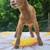 Nigerian dwarf kids 5 thumbnail