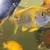 Fish with rehoming fee 1 thumbnail