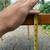 Restored Maple Butcher Block Kitchen Table 12 thumbnail