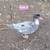 Unique Pure Muscovy Ducks! 5 thumbnail