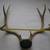 Mule Deer Antlers 22” inside spread each 4 thumbnail