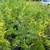 Western Red Cedars 5 thumbnail