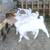 10 Boer Goat Doe Kids 3 thumbnail