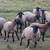 SHEEP FOR SALE 3 thumbnail