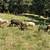 Purebred Katahdin Hair Sheep Looking For New Pastures 19 thumbnail