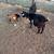 Nigerian dwarf goats 4 thumbnail