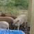 Mom and 6 piglets 2 thumbnail