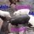 Piglets 4 thumbnail