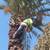 San Gabriel Palm and Tree care Services 9 thumbnail