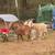 4 Nigerian Dwarf Does 6 thumbnail