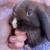Holland Lop Bunnies Born 8/20/25 4 thumbnail