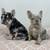 Merle French Bulldogs (females ) 2 thumbnail