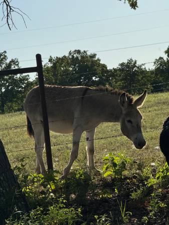 Donkey 1